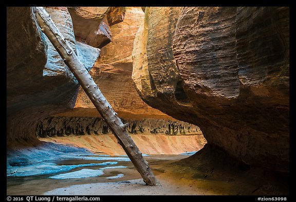 Log called North Pole, Upper Subway. Zion National Park (color)