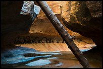 Log called North Pole and canyon chamber, Upper Subway. Zion National Park ( color)