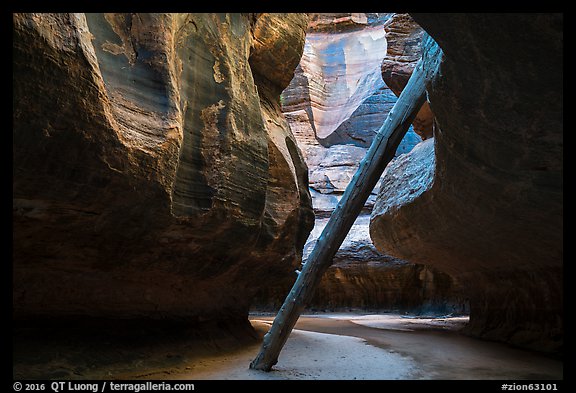 North Pole log. Zion National Park (color)