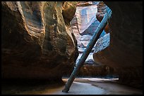 North Pole log. Zion National Park ( color)