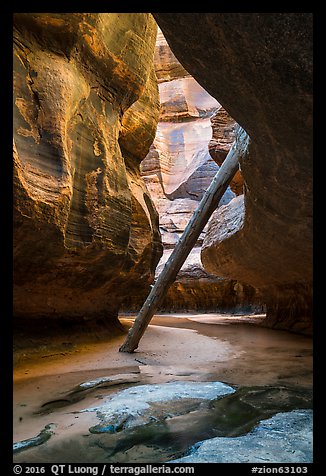 Log wedged against canyon walls. Zion National Park (color)