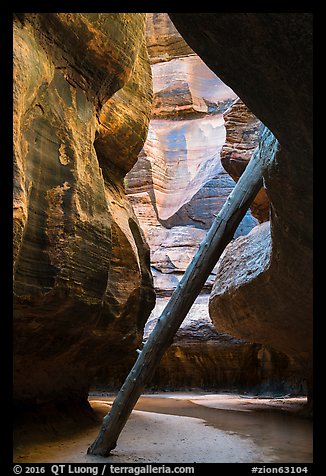 North Pole log in the Upper Subway. Zion National Park (color)