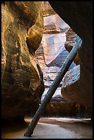 North Pole log in the Upper Subway. Zion National Park ( color)