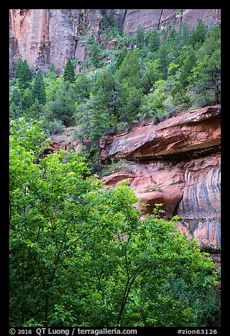Cliffs above Emerald Pool and trees in springtime. Zion National Park (color)