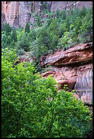 Cliffs above Emerald Pool and trees in springtime. Zion National Park ( color)