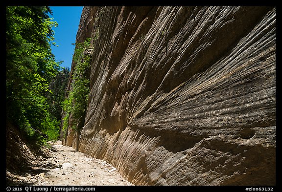 Open section with tall walls, Orderville Canyon. Zion National Park (color)