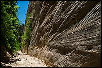 Open section with tall walls, Orderville Canyon. Zion National Park ( color)