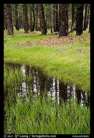 Ponderosa pine trees reflected in stream. Zion National Park (color)