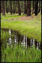 Ponderosa pine trees reflected in stream. Zion National Park ( color)