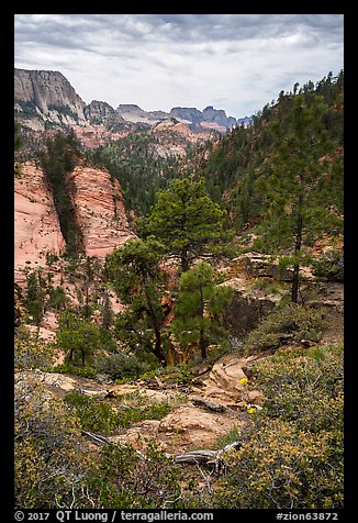 Russell Gulch. Zion National Park (color)