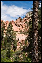 Pine and sandstone bowl, Russell Gulch. Zion National Park ( color)