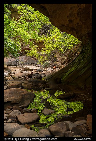 Pool and vegetation from alcove, Upper Left Fork. Zion National Park (color)