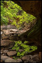 Pool and vegetation from alcove, Upper Left Fork. Zion National Park ( color)