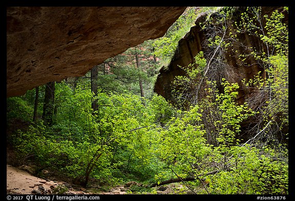 Verdant canyon, Upper Left Fork. Zion National Park (color)