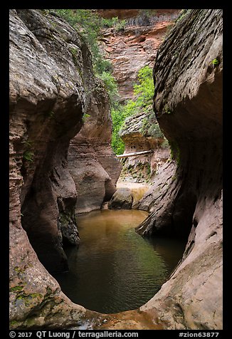 Water-filled pothole, Upper Left Fork. Zion National Park (color)