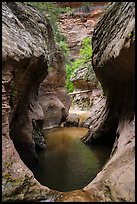 Water-filled pothole, Upper Left Fork. Zion National Park ( color)