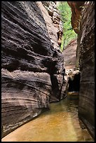 Narrow corridor, Upper Left Fork. Zion National Park ( color)