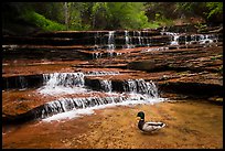 Duck and Archangel Falls. Zion National Park ( color)