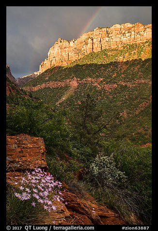 Rainbow over South Guardian Angel. Zion National Park (color)