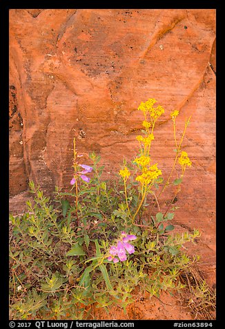 Wildflowers against sandstone cliff. Zion National Park (color)