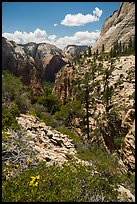 Zion Canyon seen via Refrigerator Canyon. Zion National Park ( color)