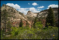 Zion Canyon rim view with vegetation and white cliffs. Zion National Park ( color)