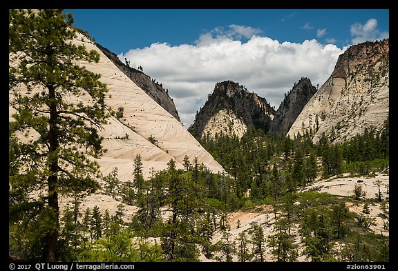 White domes and shadows, West Rim. Zion National Park, Utah, USA.