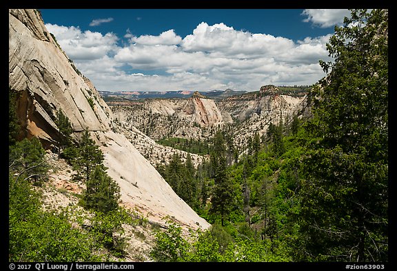 Lower Telephone Canyon. Zion National Park (color)