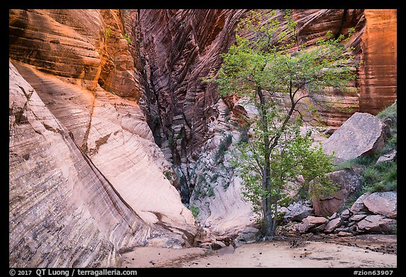 Tree and cliffs, Behunin Canyon. Zion National Park (color)