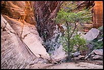 Tree and cliffs, Behunin Canyon. Zion National Park ( color)