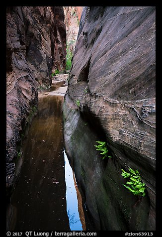 Ferns and pool in narrows, Behunin Canyon. Zion National Park (color)