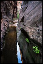 Ferns and pool in narrows, Behunin Canyon. Zion National Park ( color)