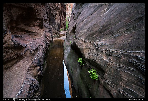 Moist environment in narrows, Behunin Canyon. Zion National Park (color)
