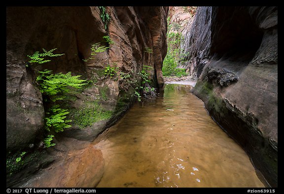 Ferns thriving in moist narrows of Behunin Canyon. Zion National Park (color)