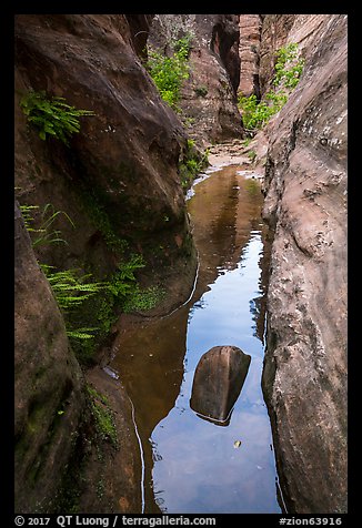 Lush pool in narrows, Behunin Canyon. Zion National Park (color)