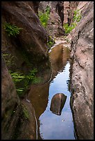 Lush pool in narrows, Behunin Canyon. Zion National Park ( color)