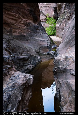 Reflections in narrows, Behunin Canyon. Zion National Park (color)