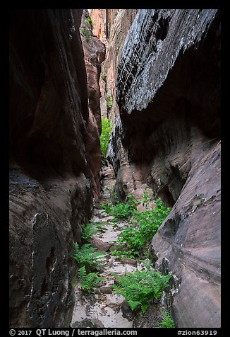 Tight narrows with ferns, Behunin Canyon. Zion National Park (color)