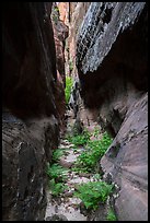 Tight narrows with ferns, Behunin Canyon. Zion National Park ( color)