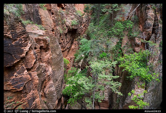 Trees and shurbs in Behunin Canyon. Zion National Park (color)