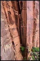 Sandstone cliffs. Zion National Park ( color)