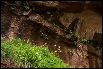 Flowers in alcove near Lower Emerald Pool. Zion National Park ( color)