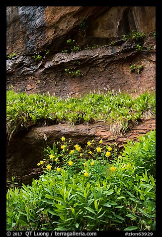 Flowers growing on ledges below alcove near Lower Emerald Pool. Zion National Park (color)