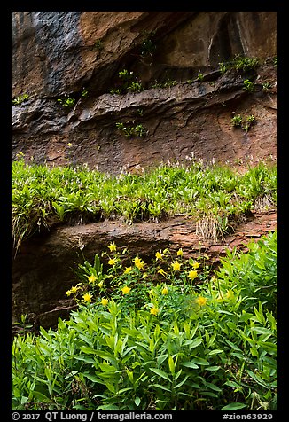 Flowers growing on ledges below alcove near Lower Emerald Pool. Zion National Park (color)
