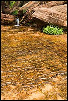 Travertine, Middle Emerald Pool. Zion National Park ( color)
