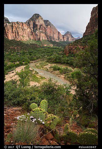 Cactus, Virgin River, and Zion Canyon. Zion National Park (color)
