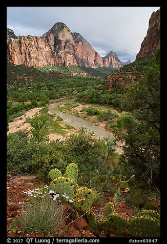 Cactus, Virgin River, and Zion Canyon. Zion National Park (color)