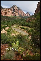 Cactus, Virgin River, and Zion Canyon. Zion National Park ( color)