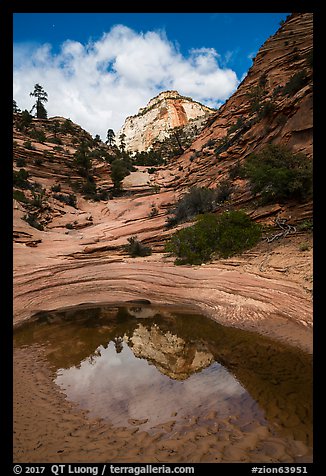 Pothole and reflection, Zion Plateau. Zion National Park (color)