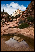 Pothole and reflection, Zion Plateau. Zion National Park ( color)
